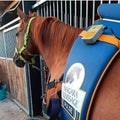 Equissage pulse