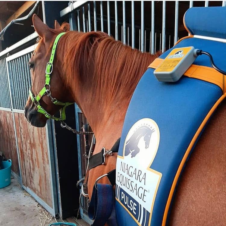 Equissage pulse