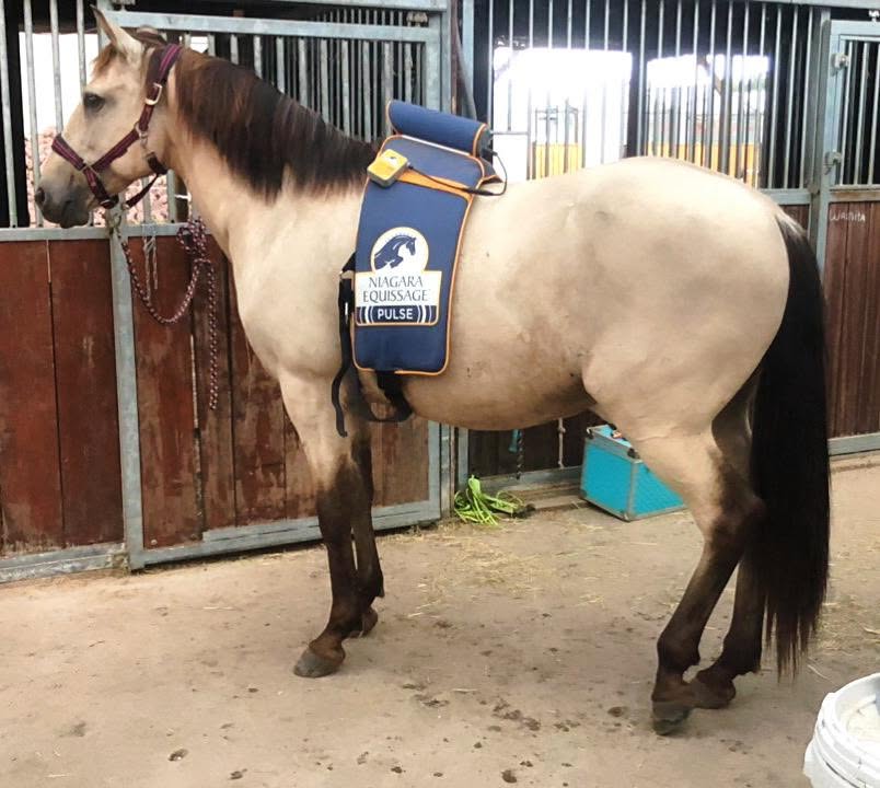 Equissage pulse